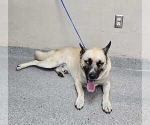 German Shepherd Dog-Unknown Mix Dogs for adoption in Pasadena, TX, USA