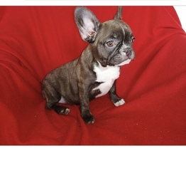 French Bulldog Puppy for sale in KATY, TX, USA