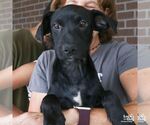 Small #3 Retriever  Mix