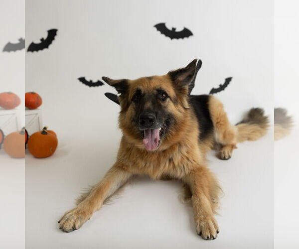 Medium Photo #38 German Shepherd Dog Puppy For Sale in Fargo, ND, USA