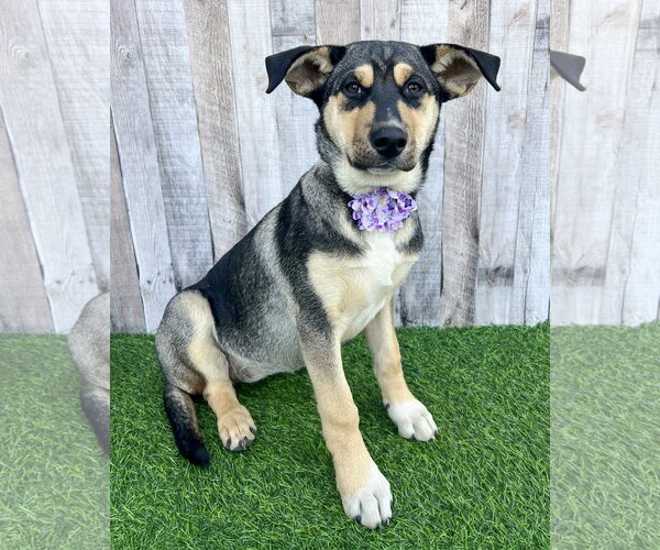 Medium Photo #8 Gerberian Shepsky Puppy For Sale in Corona, CA, USA