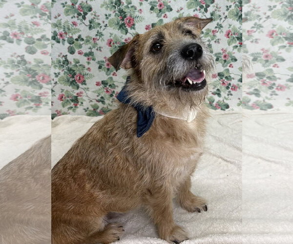 Medium Photo #1 Mutt Puppy For Sale in Wetumpka, AL, USA