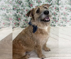 Mutt Dogs for adoption in Wetumpka, AL, USA