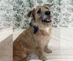 Small Mutt