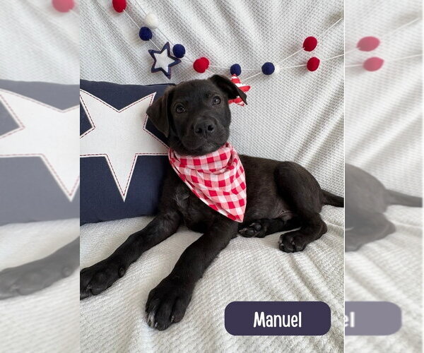 Medium Photo #5 Labrador Retriever-Unknown Mix Puppy For Sale in Lakewood, CO, USA