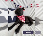 Small #4 Labrador Retriever Mix