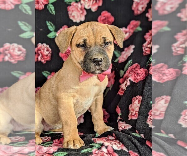 Medium Photo #2 Boerboel Puppy For Sale in NOTTINGHAM, PA, USA