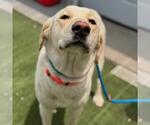 Small #2 Labrador Retriever Mix