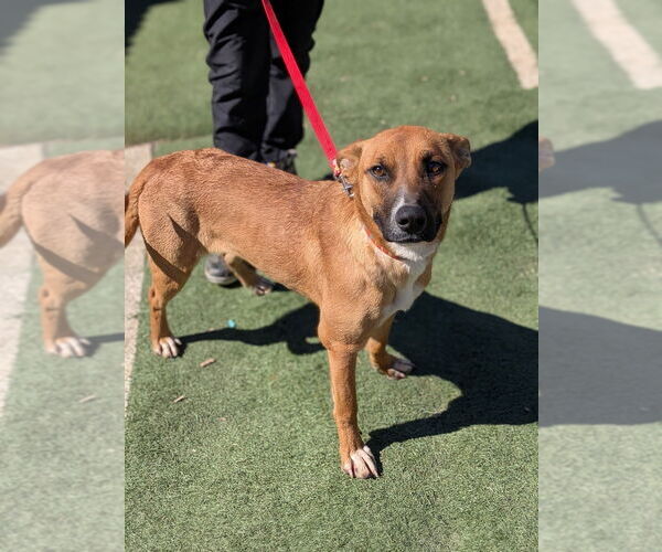 Medium Photo #8 Mutt Puppy For Sale in garner, NC, USA