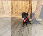 Small #2 Labrador Retriever-Pembroke Welsh Corgi Mix