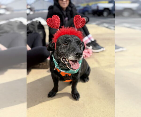 Medium Photo #4 Labbe Puppy For Sale in Shermans Dale, PA, USA