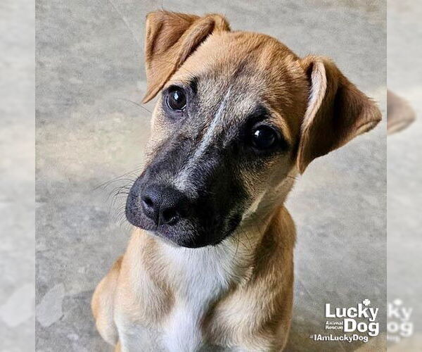 Medium Photo #3 Labrador Retriever-Unknown Mix Puppy For Sale in Washington, DC, USA