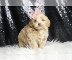 Small #5 Goldendoodle (Miniature)
