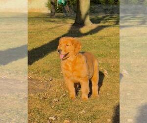 Golden Retriever Puppy for sale in GORDONVILLE, PA, USA