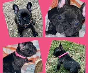 French Bulldog Puppy for sale in CANTON, TX, USA