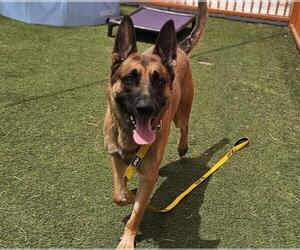 German Shepherd Dog-Unknown Mix Dogs for adoption in Las Vegas, NV, USA