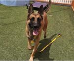 Small German Shepherd Dog Mix