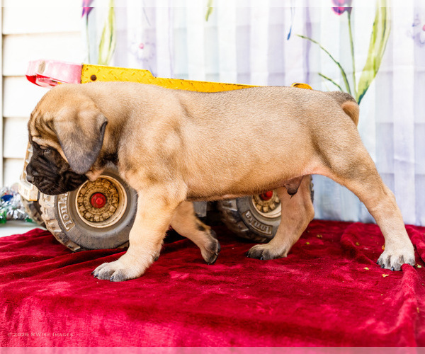 Medium Photo #6 Mastiff Puppy For Sale in WAKARUSA, IN, USA