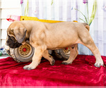 Small Photo #28 Mastiff Puppy For Sale in WAKARUSA, IN, USA