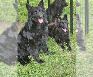 Mother of the German Shepherd Dog puppies born on 08/09/2026