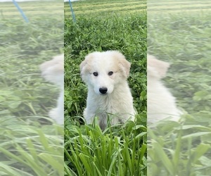 Great Pyrenees Puppy for sale in CANOGA, NY, USA