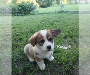Medium Pembroke Welsh Corgi