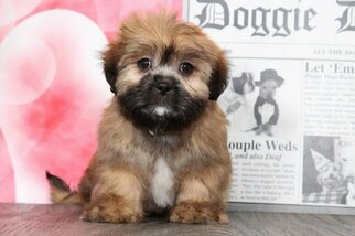 Lhasa Apso Puppy for sale in BEL AIR, MD, USA