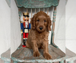 Small Photo #8 Goldendoodle (Miniature) Puppy For Sale in WEST POINT, KY, USA