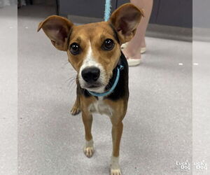 Jack-A-Bee Dogs for adoption in Washington, DC, USA