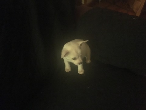 Medium Photo #1 Chiranian Puppy For Sale in GREENVILLE, SC, USA