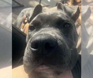 Humphrey - Male American Staffordshire Terrier-Boxer Mix Dog for Adoption - Photo #3