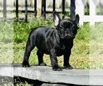 Small Photo #8 French Bulldog Puppy For Sale in Hollywood, FL, USA