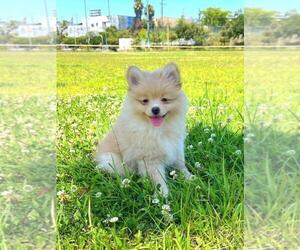 Pomeranian Puppy for sale in LOS ANGELES, CA, USA