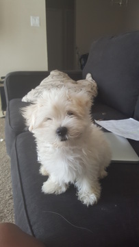 Medium Photo #1 Maltese Puppy For Sale in PHOENIX, AZ, USA