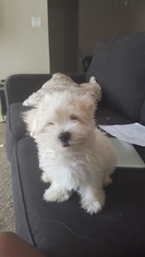 Maltese Puppy for sale in PHOENIX, AZ, USA
