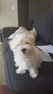 Small Photo #1 Maltese Puppy For Sale in PHOENIX, AZ, USA
