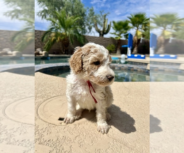 Medium Photo #3 Poodle (Standard) Puppy For Sale in PEORIA, AZ, USA
