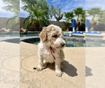 Small #2 Poodle (Standard)