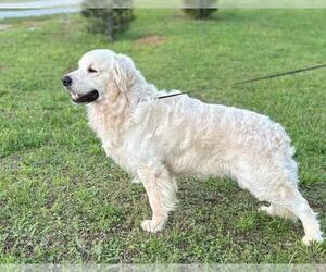 Father of the English Cream Golden Retriever puppies born on 06/06/2025