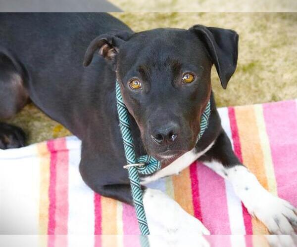 Medium Photo #2 Labrador Retriever-Unknown Mix Puppy For Sale in Tallahassee, FL, USA