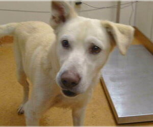 Labrador Retriever-Unknown Mix Dogs for adoption in Sacramento, CA, USA