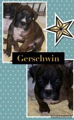 Boxer Puppy for sale in TROY, VA, USA
