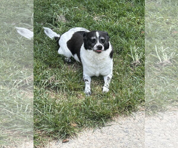 Medium Photo #3 Rat Terrier Puppy For Sale in McDonough, GA, USA