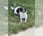 Small #2 Rat Terrier