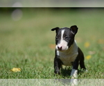 Puppy 3 Miniature Bull Terrier