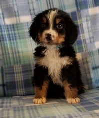 Bernese Mountain Dog Puppy for sale in FRANCISCO, IN, USA