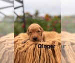 Small #6 Golden Retriever