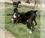 Small #6 American Pit Bull Terrier
