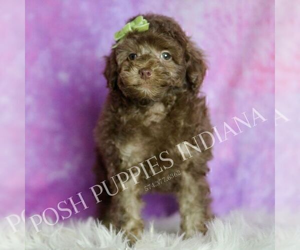Medium Photo #63 Poodle (Toy) Puppy For Sale in WARSAW, IN, USA