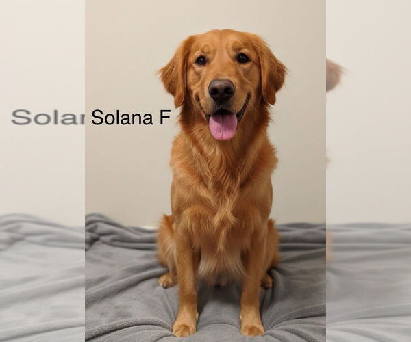 Medium Photo #1 Golden Retriever Puppy For Sale in Studio City, CA, USA